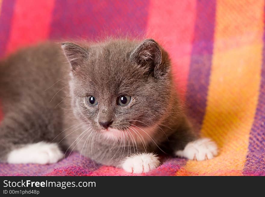 Grey kitten on a blanket