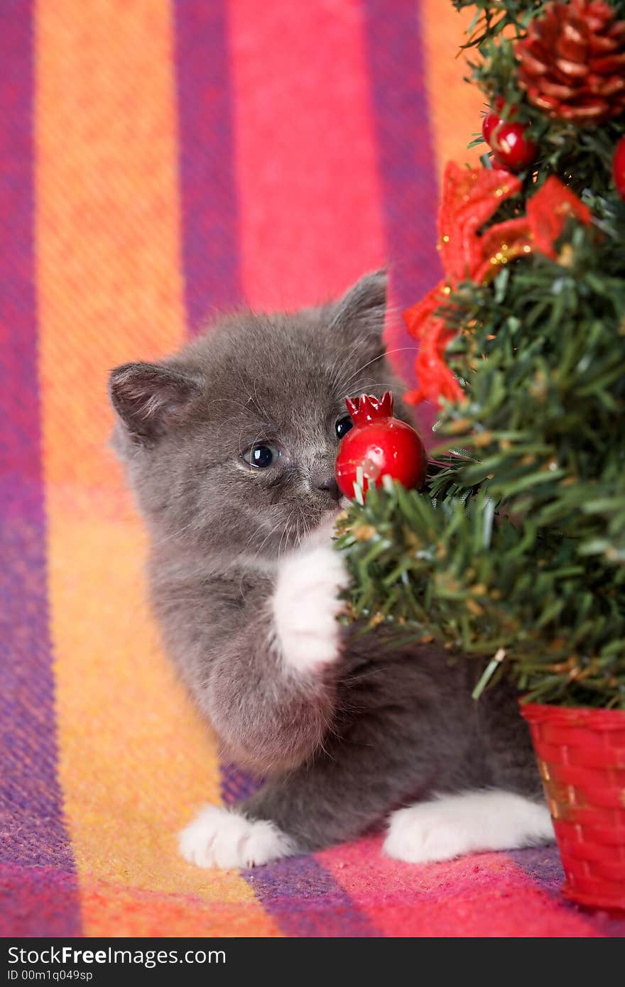 Grey kitten playing with christmas decoration. Grey kitten playing with christmas decoration