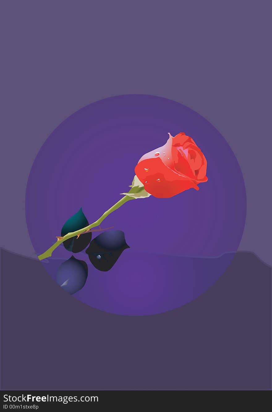 A red rose in a blue background