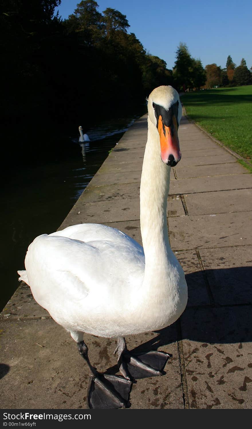 A single whooper swan standing on footpath photographed full body