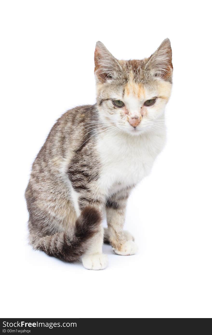 Young nice cat on the white background