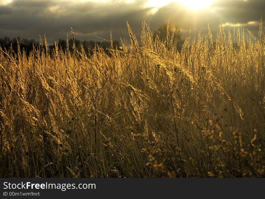 Gold ears  under sun loghts