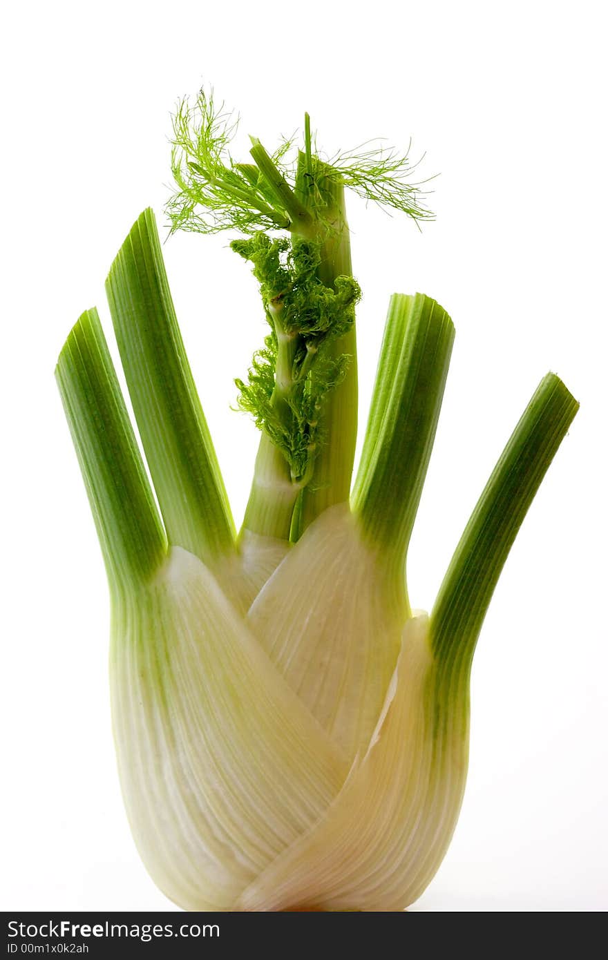 Fennel