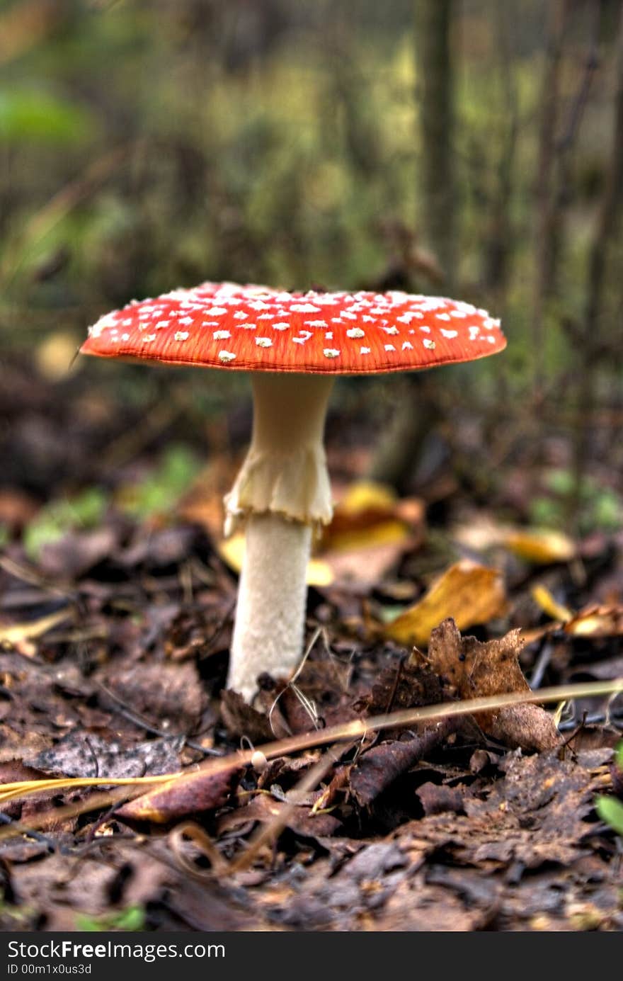 Toadstool in the middle leafs. Toadstool in the middle leafs