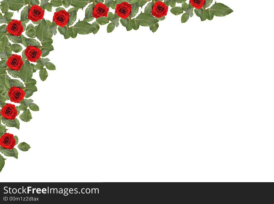 Nice background from the roses and green leaves. Nice background from the roses and green leaves