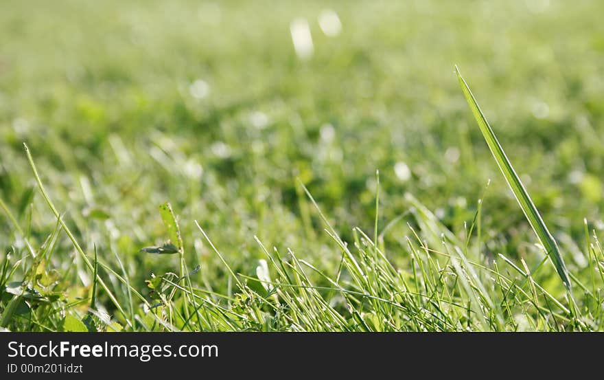 Background from detail of the green grass. Background from detail of the green grass