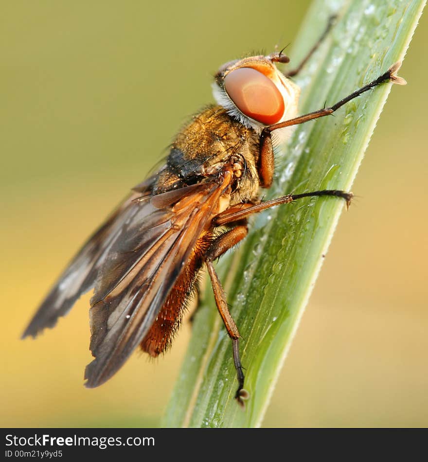 Close-up of hoverfly Phasia hemiptera