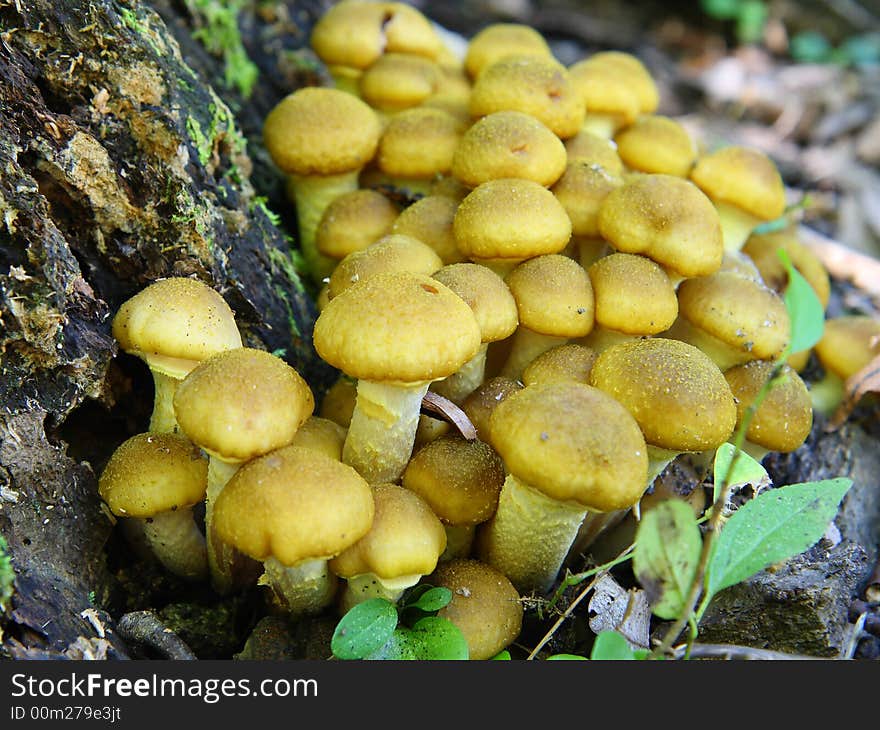 Honey mushrooms (armillaria mellea) at the old stump