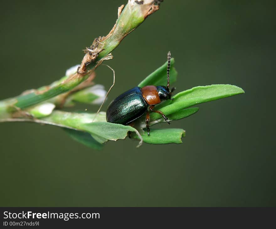 The bug on a green grass. The bug on a green grass.