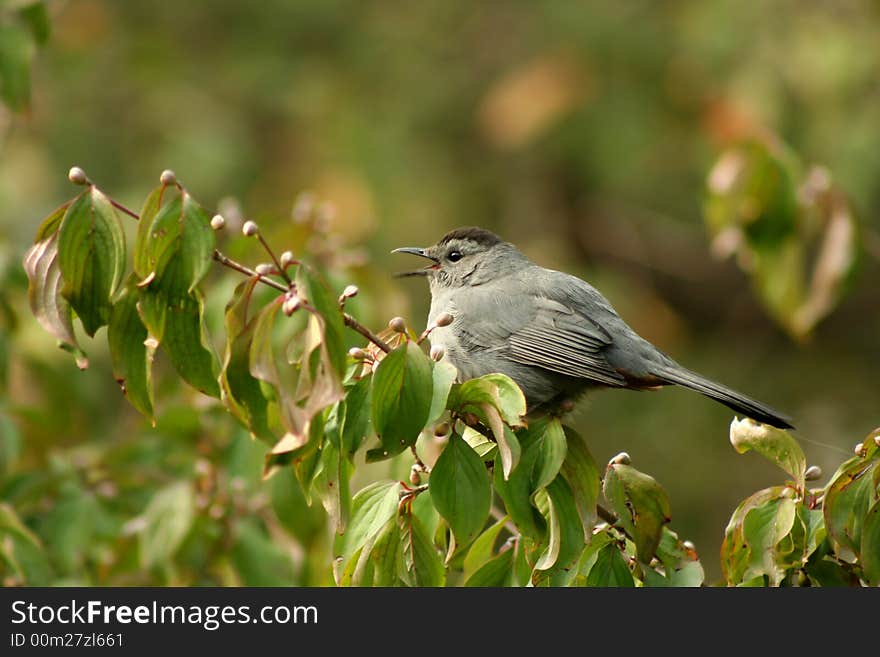 Gray catbird