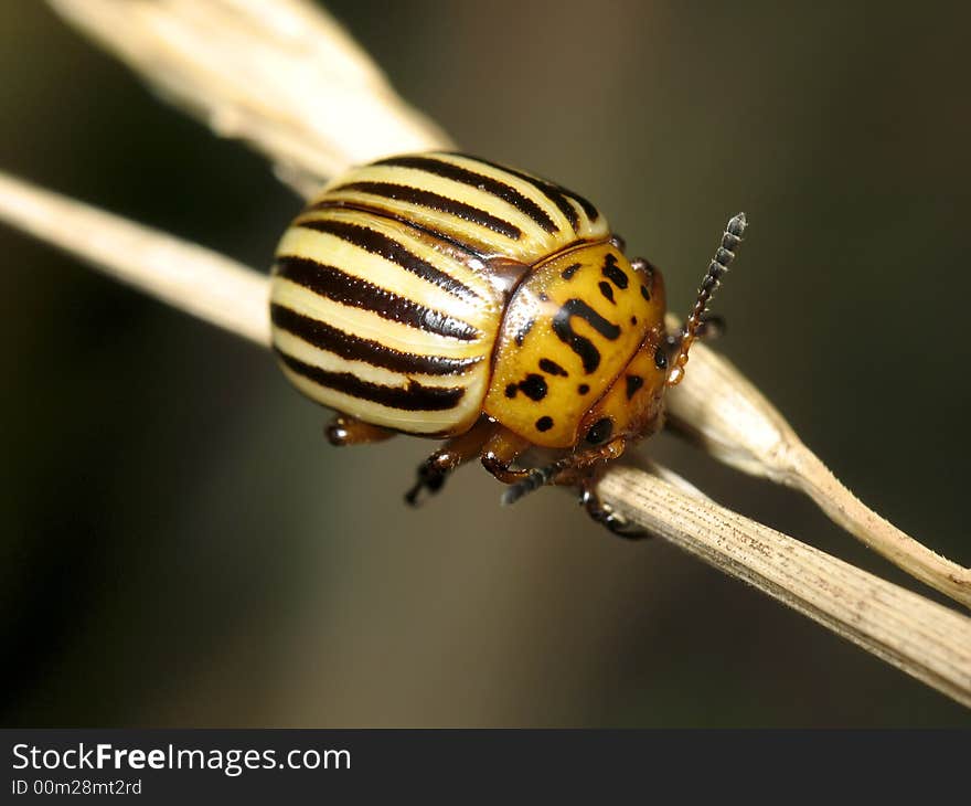 The bug on a dry grass. The bug on a dry grass.