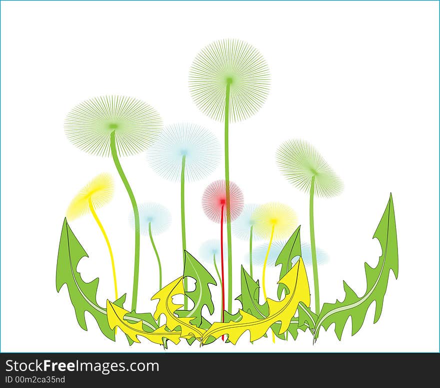 The vector image of dandelions