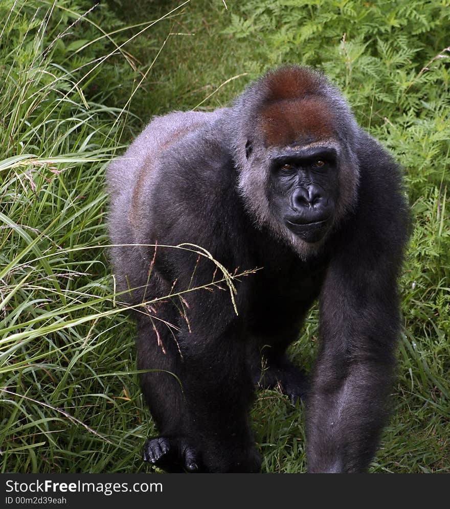 Gorilla walking on grassy path. Gorilla walking on grassy path