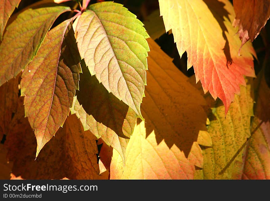 Autumnal  red leaves