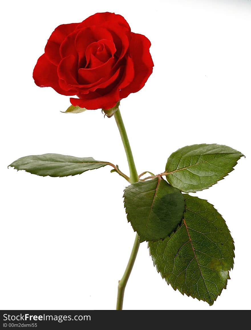 Red rose isolated on white