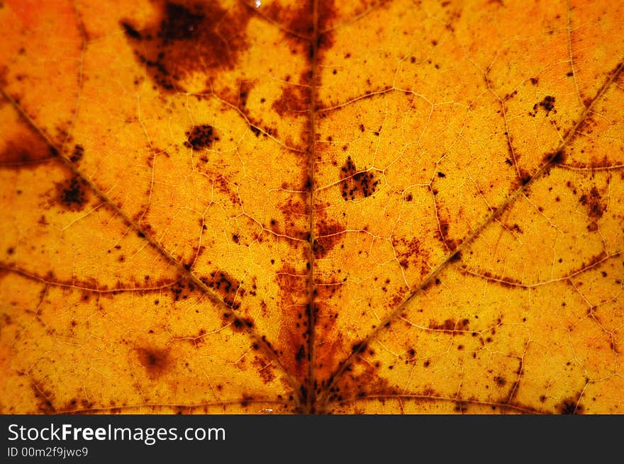 Autumn Leaf Macro