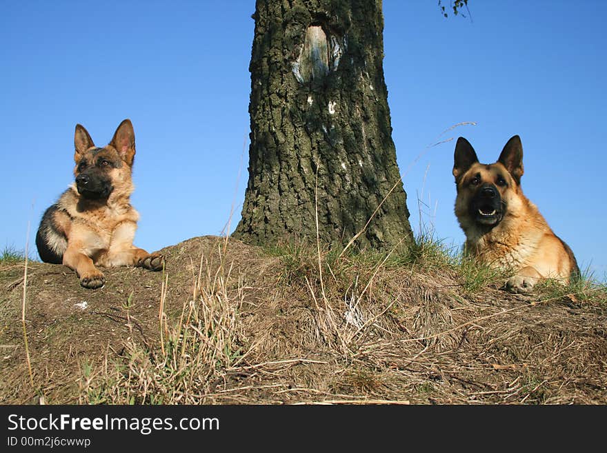 The sheep-dogs lays in grass