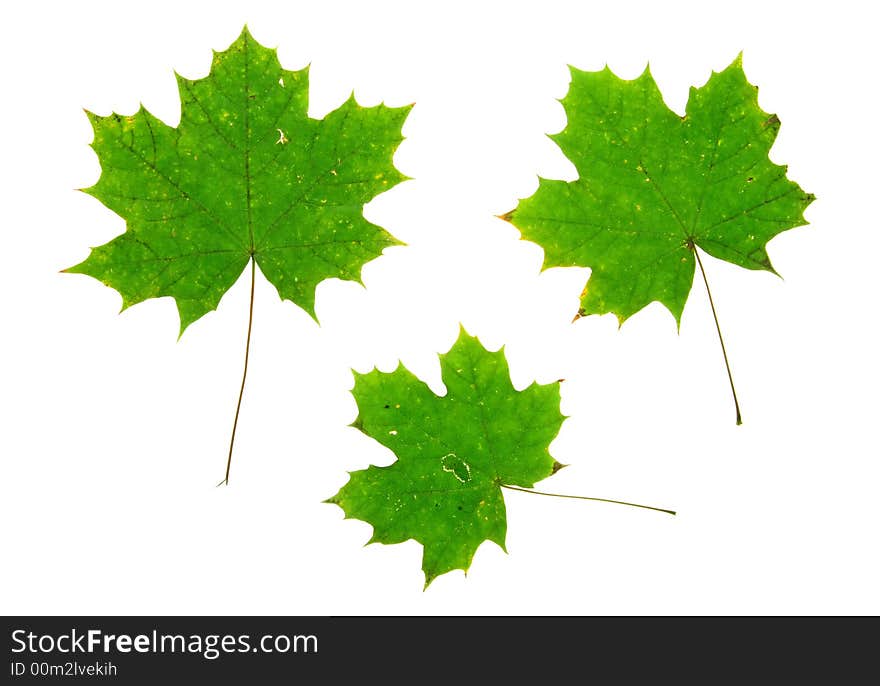 Autumn fall leaves -isolated on white