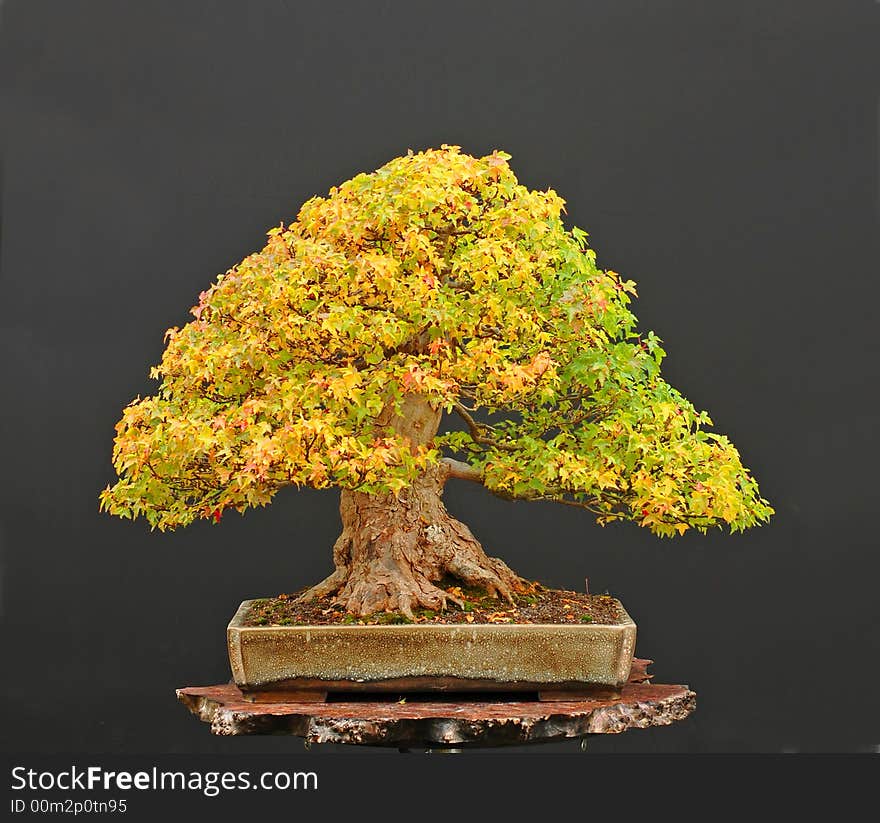 Trident maple, Acer burgerianum, 60 cm, from imported raw material, original fall color. Trident maple, Acer burgerianum, 60 cm, from imported raw material, original fall color