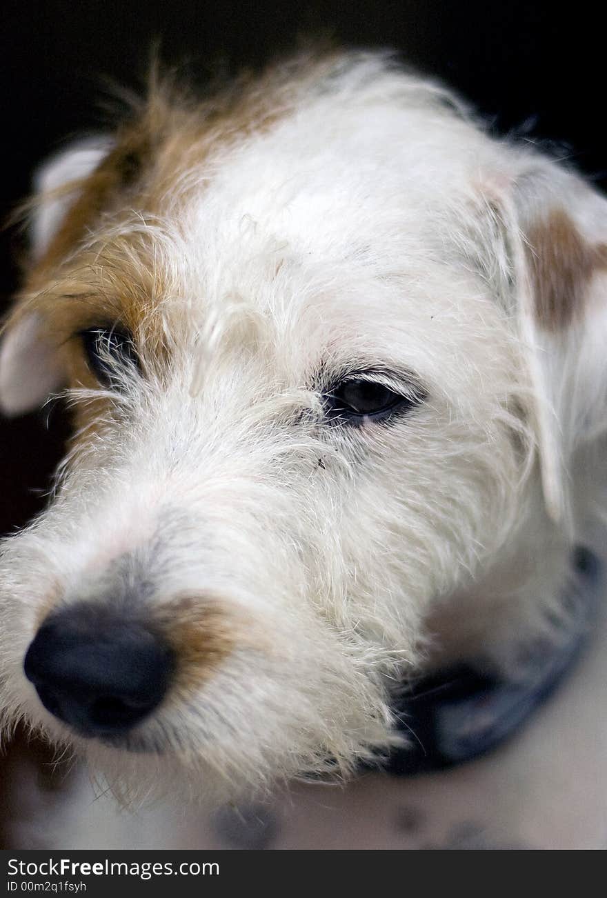 A jack russel dog close-up. A jack russel dog close-up