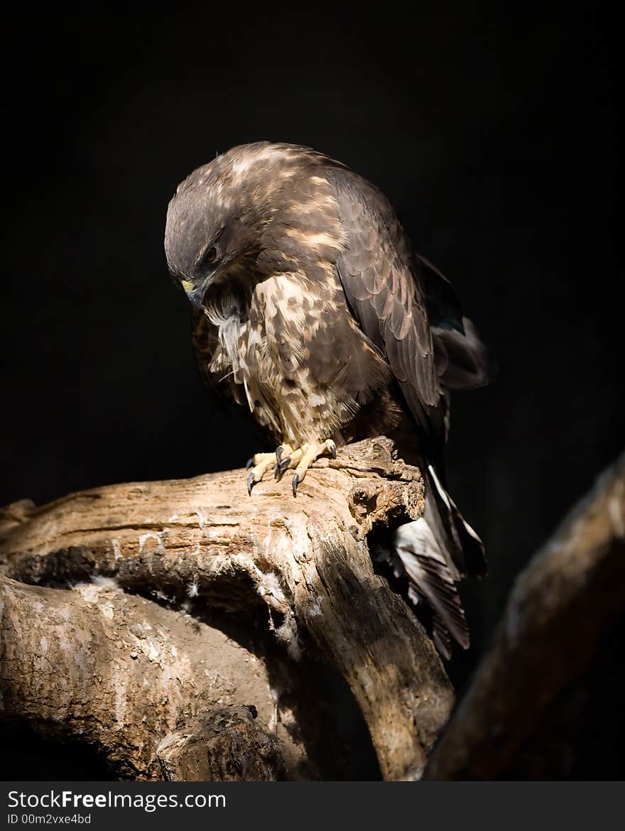 Buzzard feeding on a prey