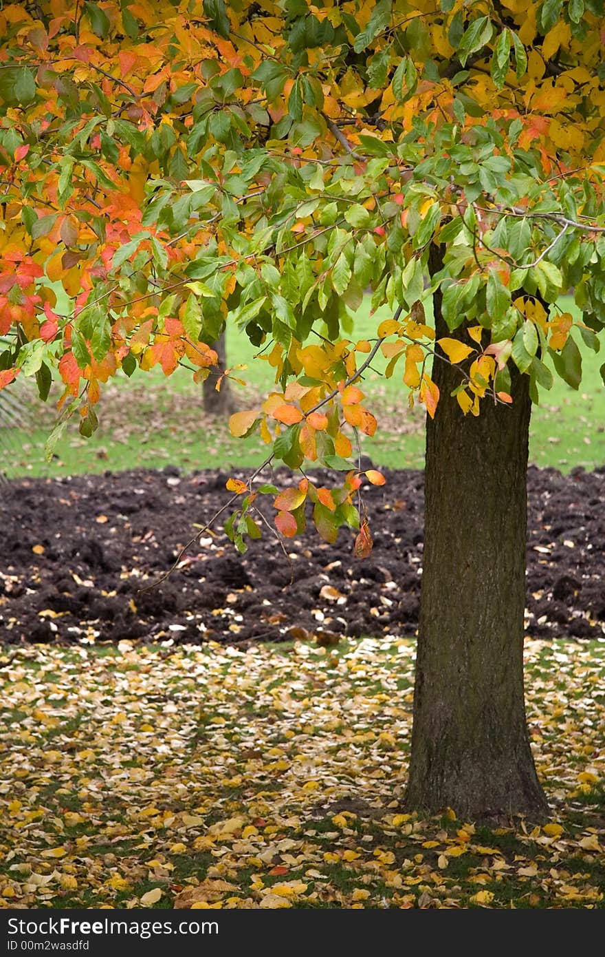 Red, orange and green leaves on a tree in autumn. Red, orange and green leaves on a tree in autumn