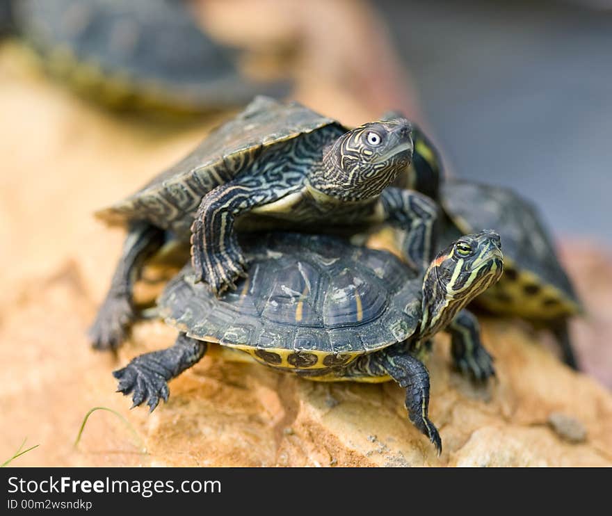 A group of turtles on the edge of the water