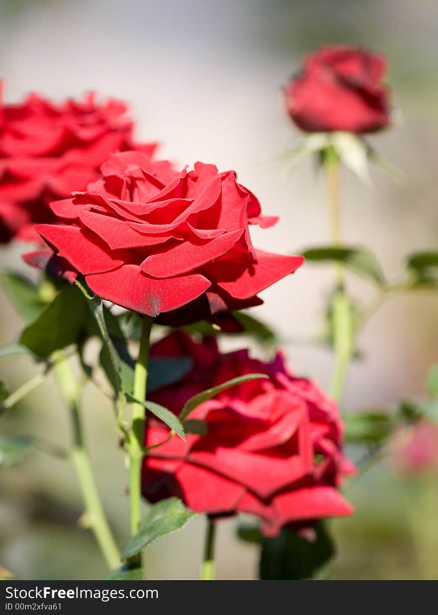 A close-up of a rose. A close-up of a rose