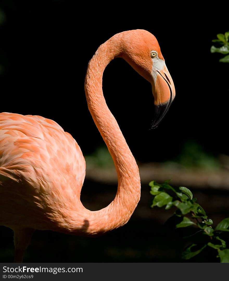 A close-uo of a beautiful bird. A close-uo of a beautiful bird