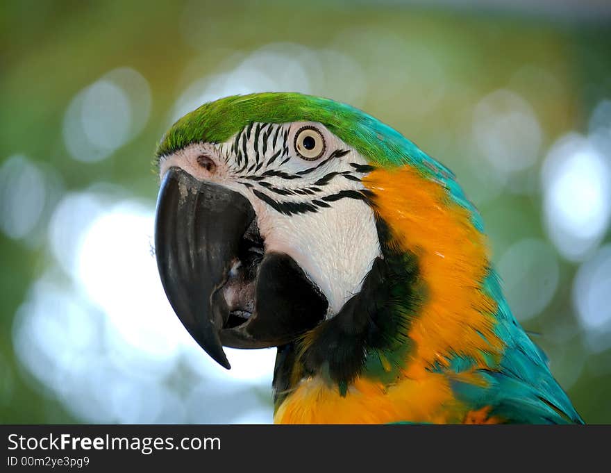 Parrot in the park
color