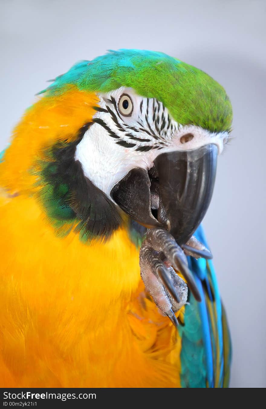 Parrot showing claws