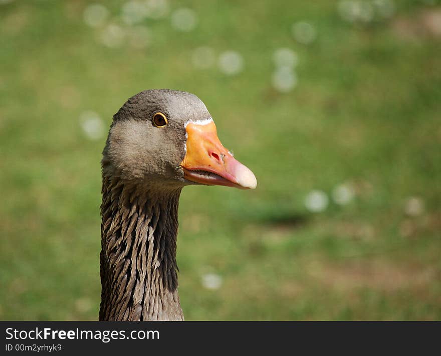 Duck Closeup