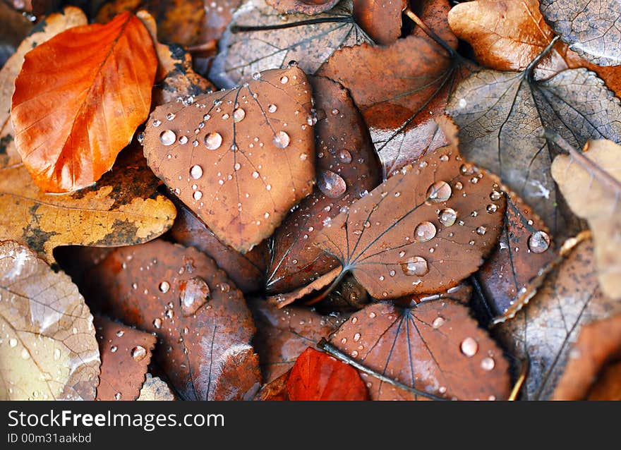 Foliage with dew drops