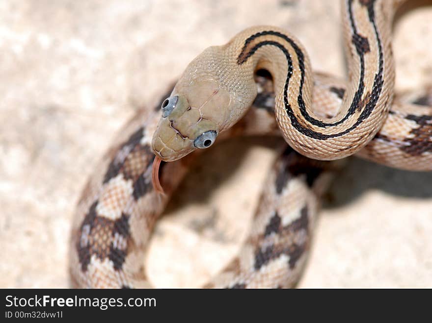 Trans Pecos Ratsnake