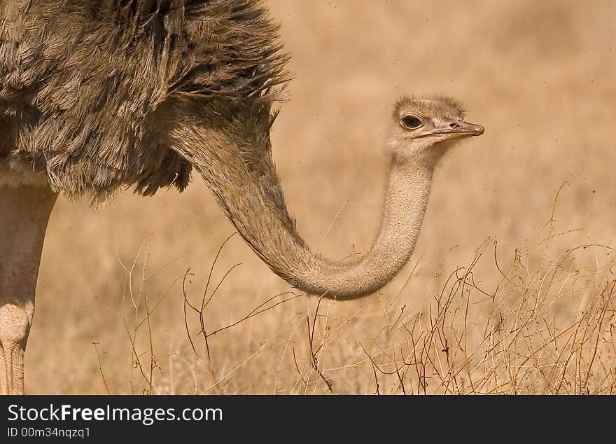 Ostrich