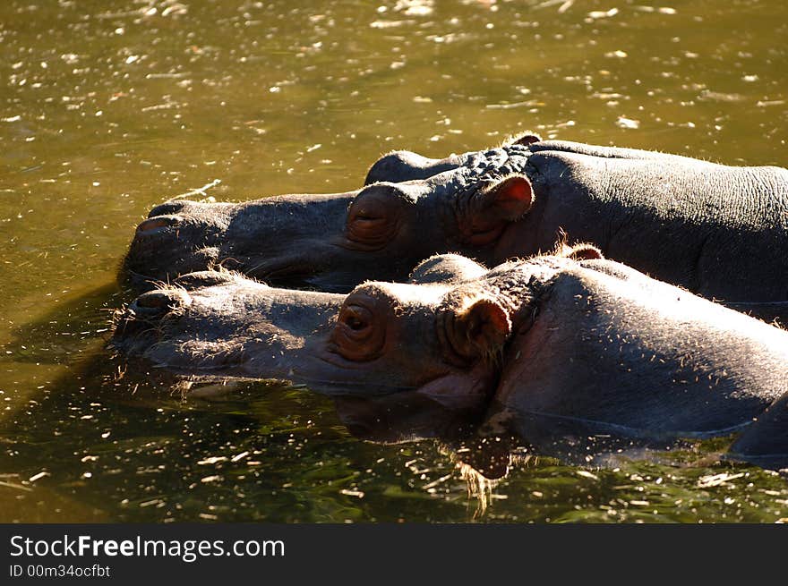 Hippopotomas Couple