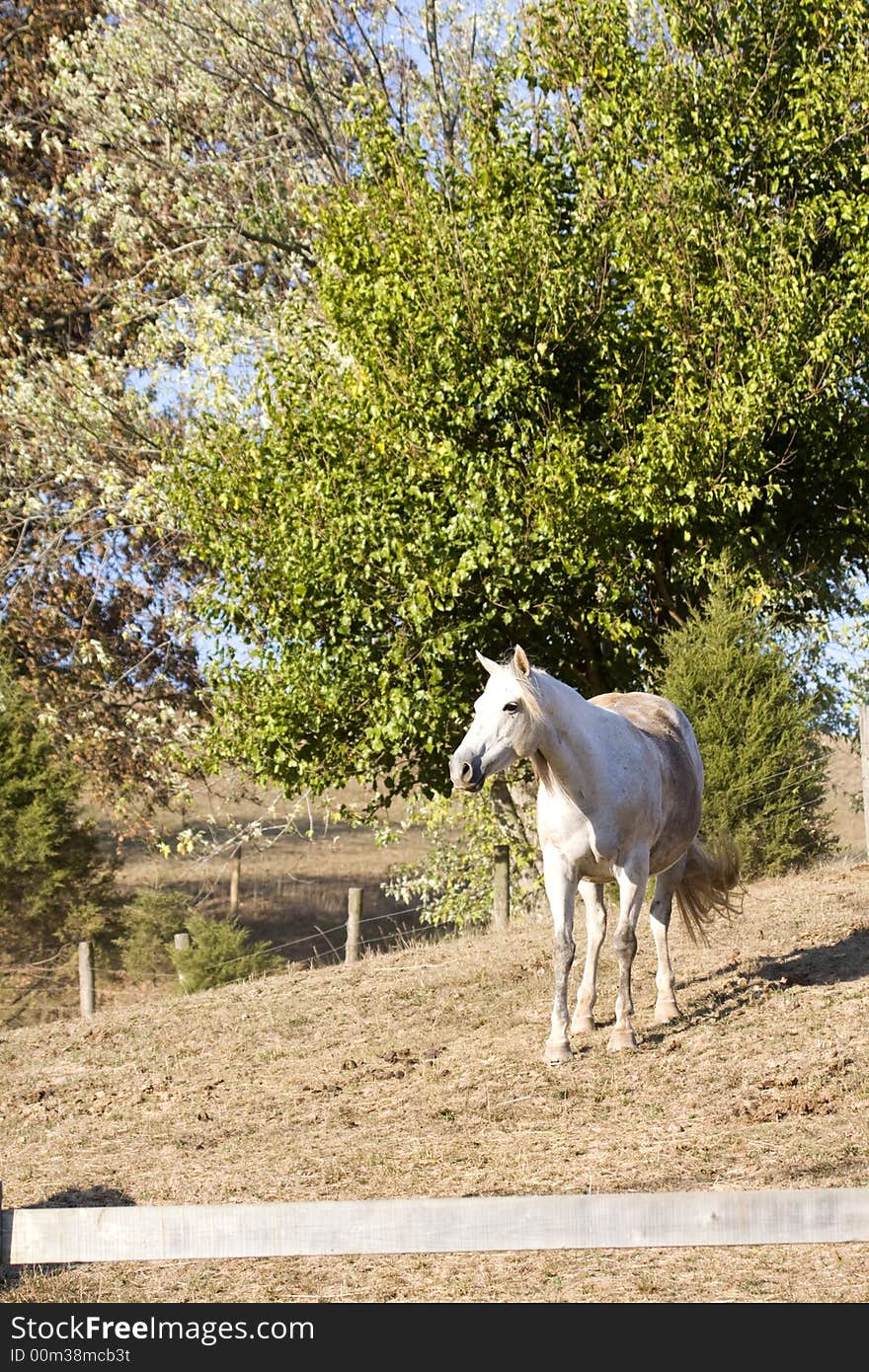 A white horse stands near a wooden fence. A white horse stands near a wooden fence