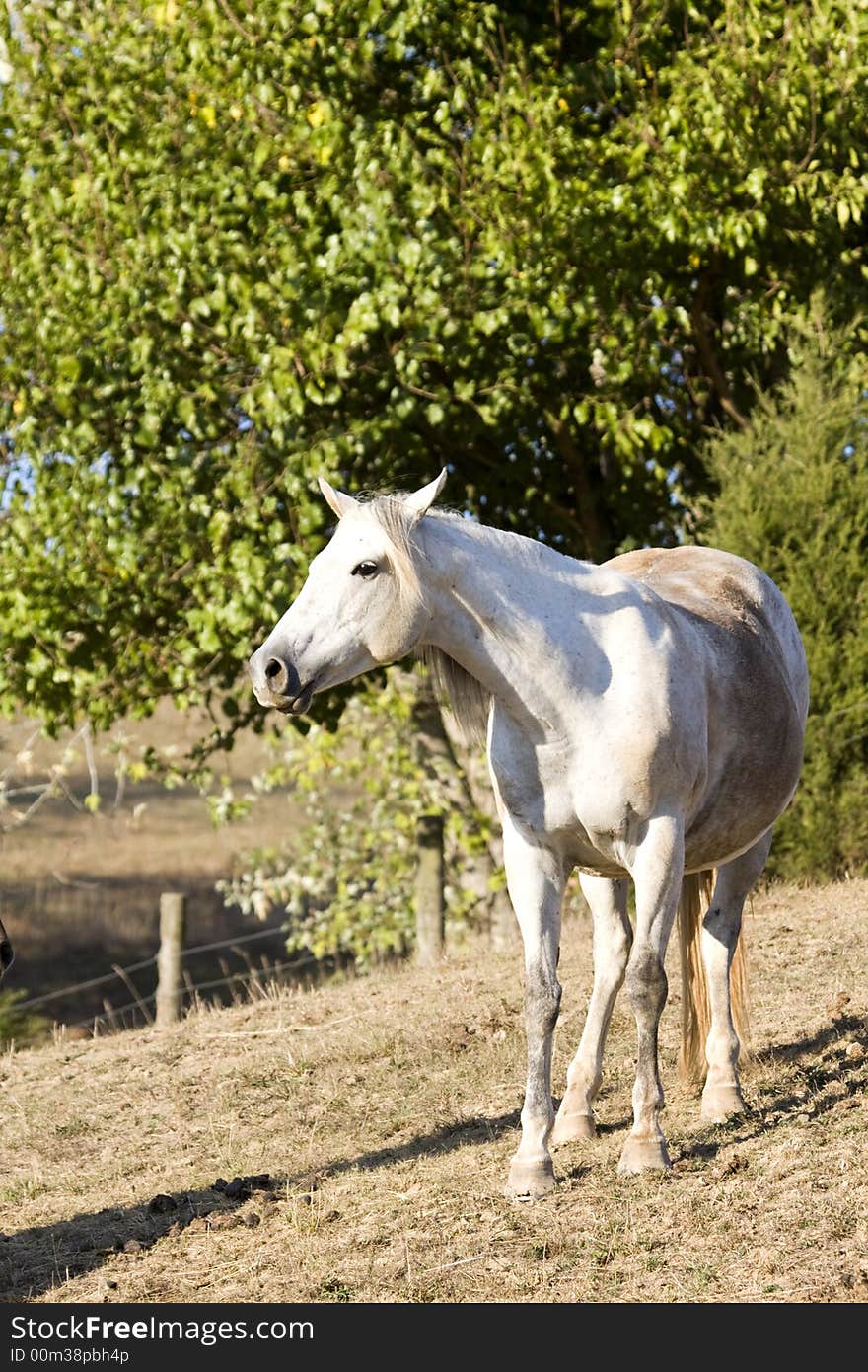 A white horse stands in a field. A white horse stands in a field