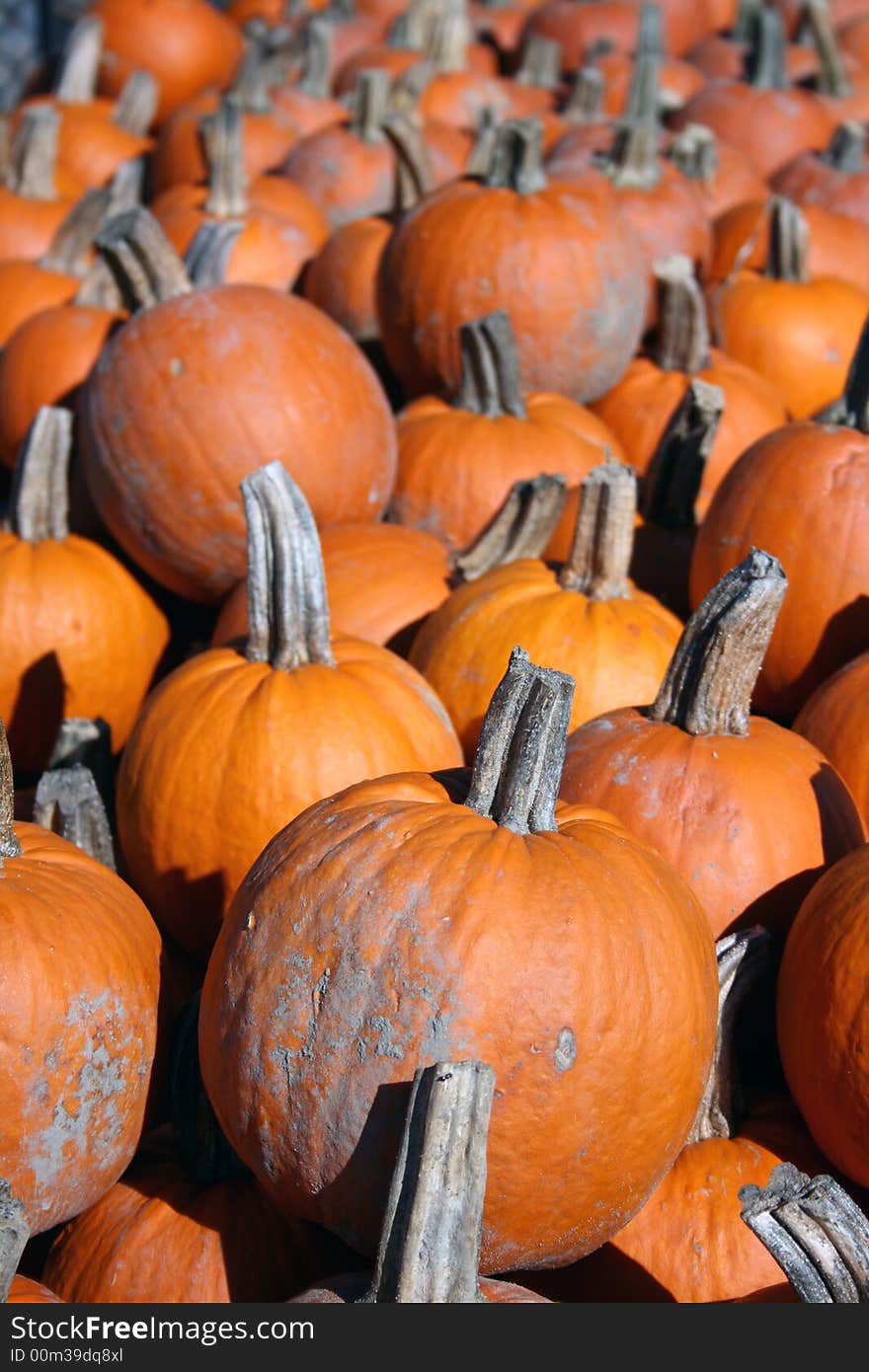 A group of pumpkins taken at a local farm.