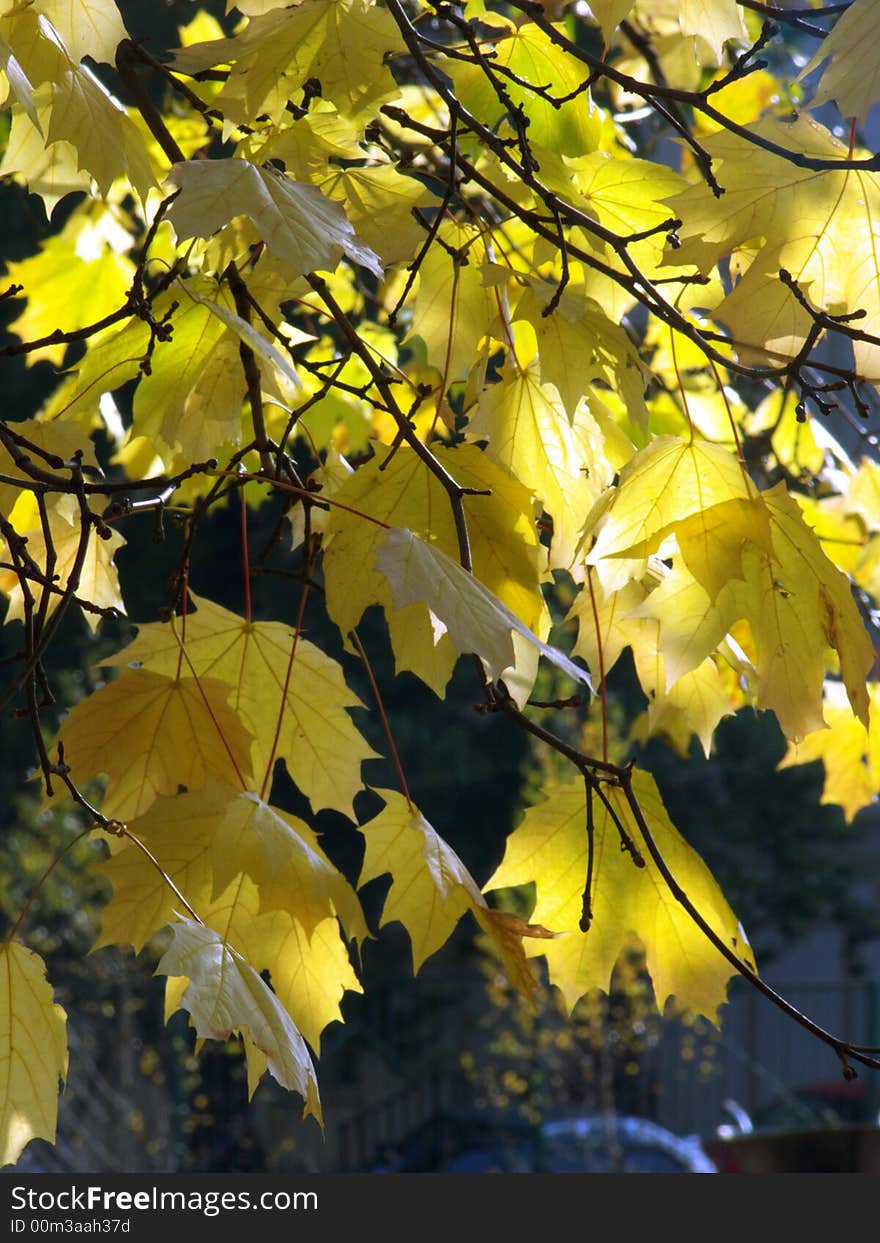 Autumn leaves color