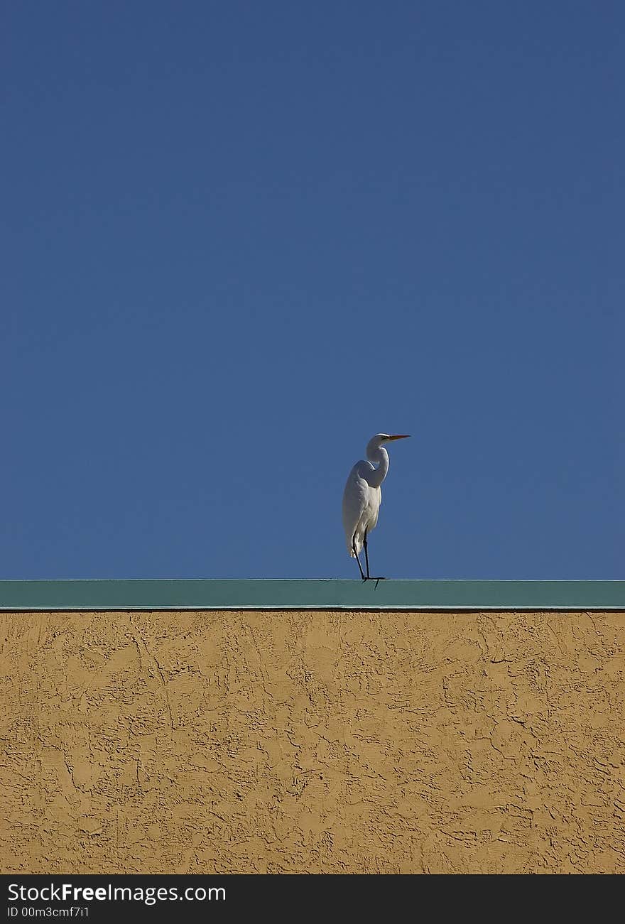 Great White Egret