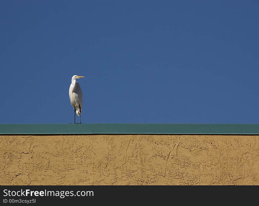 Great White Egret