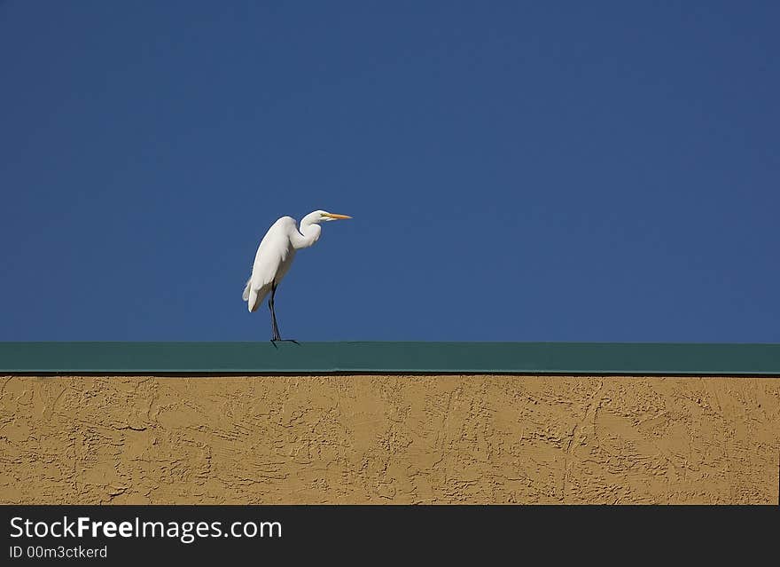 Great White Egret