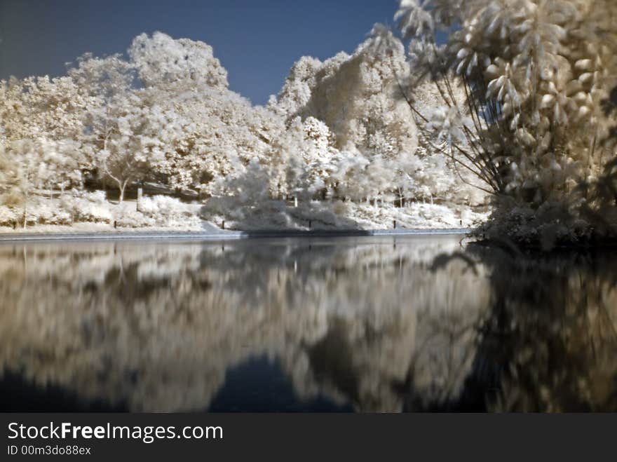 Infrared Photo â€“ Tree And Lake