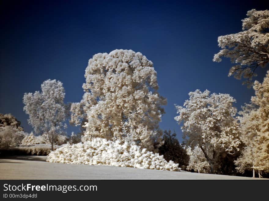 Infrared photo – tree and park