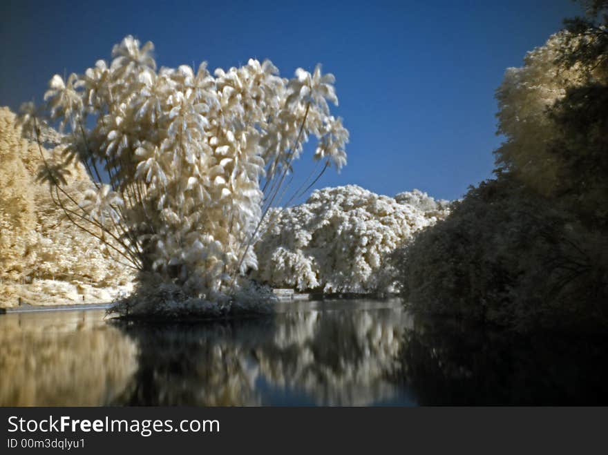 Infrared photo – tree and lake