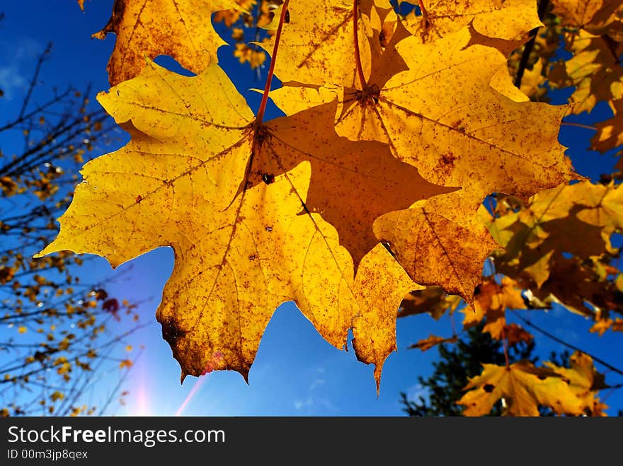 Beautiful yellow  maple leaves against blue-sky background. Beautiful yellow  maple leaves against blue-sky background