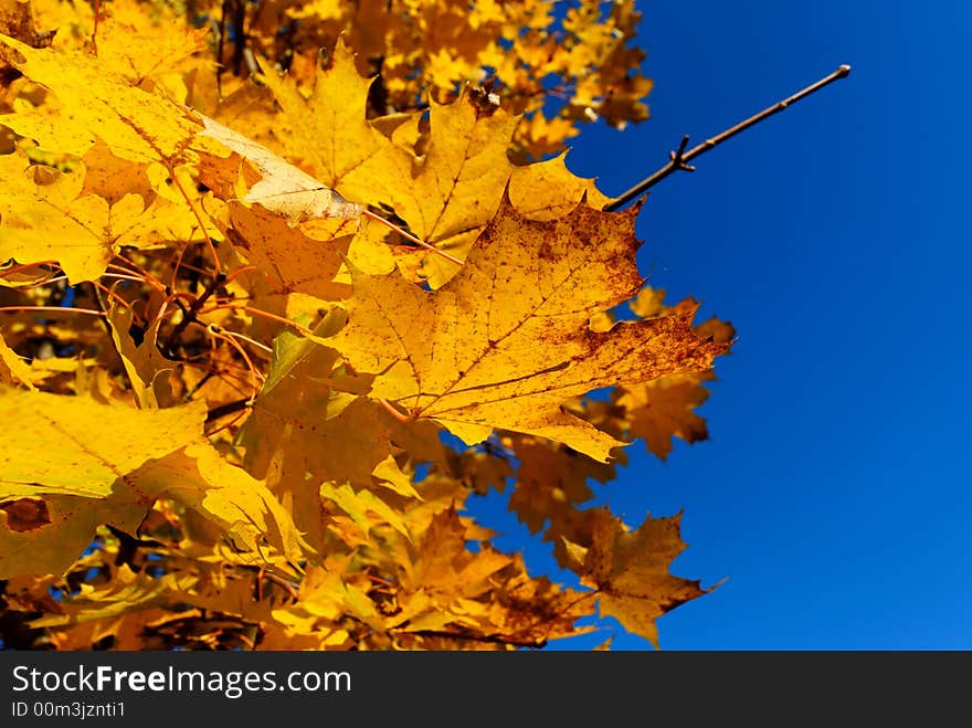 Beautiful yellow maple leaves against blue-sky background