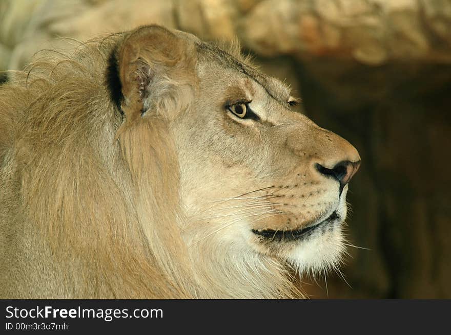 Lion sideview holding head up high.