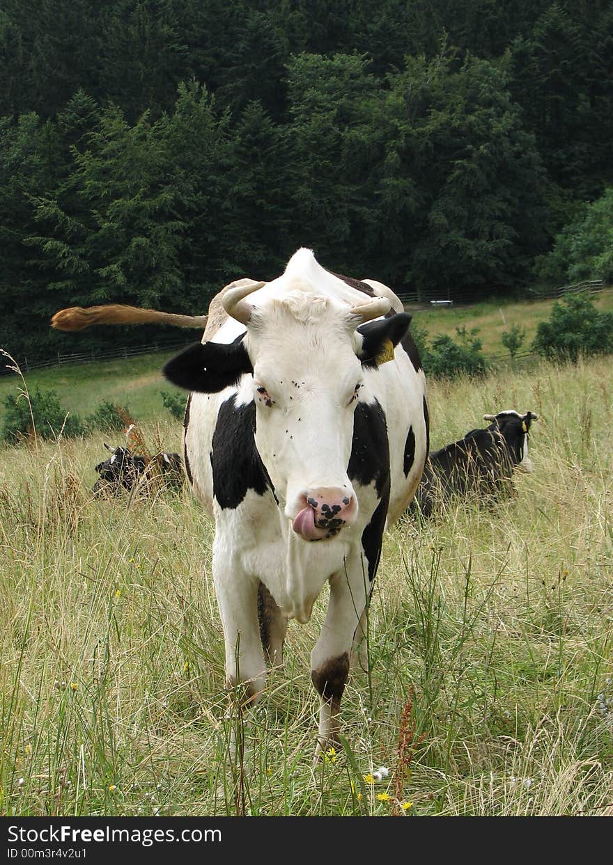 Cow